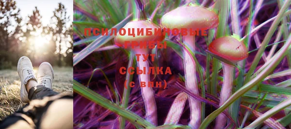 индика Белокуриха